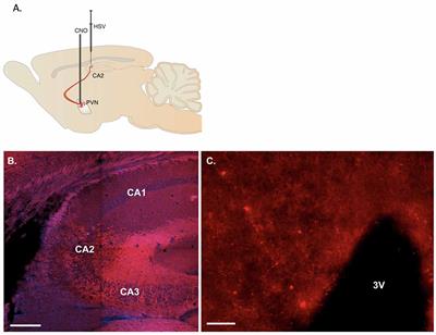 Inducing Partner Preference in Mice by Chemogenetic Stimulation of CA2 Hippocampal Subfield